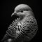 Bold And Naturalistic: White Black Portrait Of A Big Pigeon