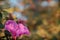 Bold pink azalea blooming with fall foliage an bokeh