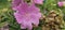 a bold pink flowering musk mallow (Malva moschata) in a meadow