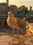 Bold seagull eyes photographer in Colosseum ruins, Italy