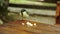 Bold sparrow bird eats bread crumbs on a restaurant table