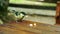 Bold sparrow bird eats bread crumbs on a restaurant table