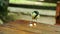 Bold sparrow bird eats bread crumbs on a restaurant table