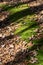 A bold stripe of green moss and fall leaves with tree shadows crossing in opposite direction moody