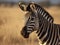 The Bold Stripes of the Zebra in Savanna