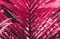 Bold viva magenta colored tropical leaf on a sunny day background. Exotic natural backdrop. Summer concept