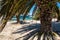 Bolders Beach covered with Palm trees