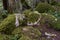 Bolders covered in lush moss in a forest.