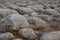 Bolders or stones arranged in straight lines covered in mussels and barnacles at Hunstanton Beach, Norfolk