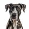 Boldly Black And White: A Captivating Great Dane On A White Background