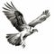 Boldly Black And White Osprey Soaring Vector Art