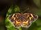 Boldly checkered Gorgone Checkerstpot butterfly