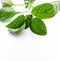 Boldo leaf: branch of a green plant called Boldo da Terra