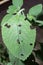 Boldo leaf eaten by insects.