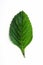 Boldo leaf: green plant called Boldo da Terra