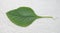 Boldo leaf from a plant named Boldo da Terra