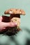 BoletBoletus edulis, known as the Cep, Porcino or Penny-bun Bolete edible mushroomon the green background, from the wood