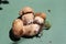 BoletBoletus edulis, known as the Cep, Porcino or Penny-bun Bolete edible mushroomon the green background, from the wood