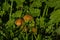 Bolete mushroom in between green leafs and grass