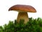 Bolete mushroom in moss isolated on wh