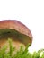 Bolete mushroom in moss isolated on wh