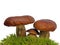 Bolete mushrooms in moss isolated on wh