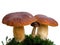 Bolete mushrooms on moss isolated on white