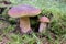 Bolete Mushrooms in orest