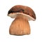 Boletus aereus mushroom