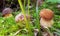 Boletus aereus mushroom