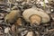 Boletus aereus queen bronze bolete delicious edible mushroom with dark brown top and whitish pores