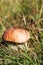 Boletus aestivalis or Boletus reticulatus