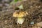 Boletus aestivalis, edible mushroom