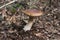 Boletus aestivalis wild mushroom
