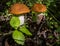 Boletus, or it is also called red because of its characteristic bright red cap.