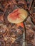 Boletus Badia or Bay Bolete Mushroom