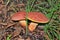 Boletus Badia or Bay Bolete Mushrooms