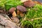 Boletus Badius or Bay Bolete Mushrooms in Wold Forest