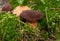 Boletus Badius or Bay Bolete Mushrooms in Wold Forest