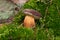 Boletus Badius or Bay Bolete Mushrooms in Wold Forest