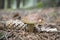 Boletus badius common brown edible bay bolete, poored mushroom in forest