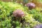 Boletus badius common brown edible bay bolete, poored mushroom in forest