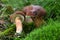 Boletus badius. Edible mushrooms with excellent taste.