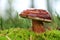 Boletus badius grows in wood