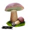Boletus badius, Imleria badia or bay bolete mushroom closeup digital art illustration. Edible and pored fungus has velvety dark
