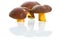 Boletus badius mushrooms over white