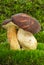 Boletus badius (Xerocomus badius) mushroom