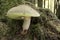 Boletus Calopus - Mushroom