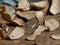 Boletus Eatable Mushroom Slices On The wooden background