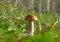 Boletus edible mushroom